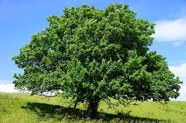 Sorbus aria (Whitebeam)  - Bareroot image 0