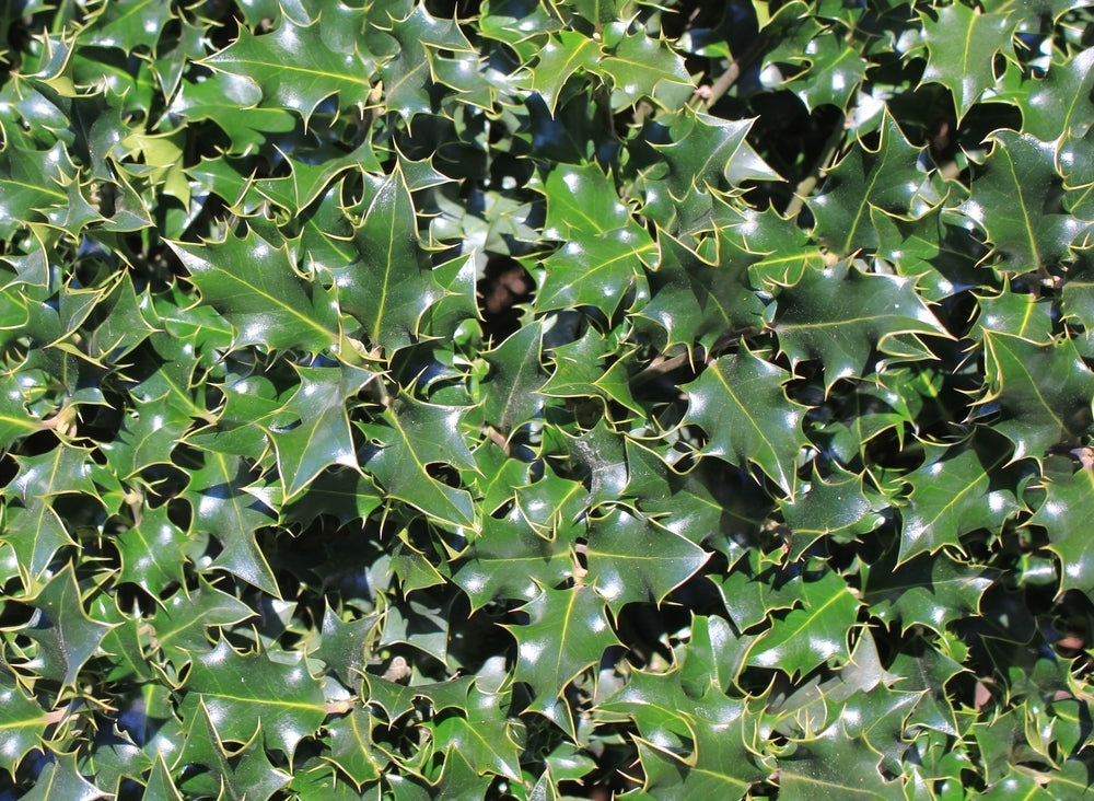 Ilex aquifolium (Holly) image 0