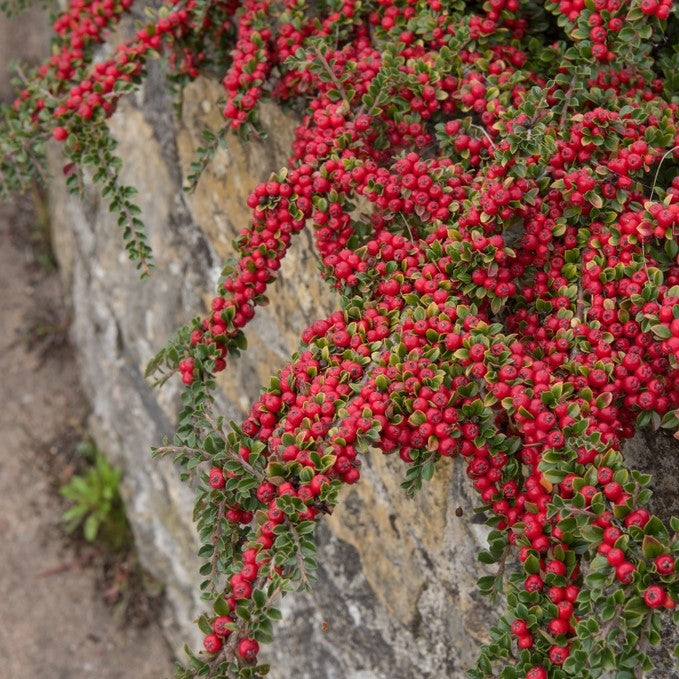 Cotoneaster horizontalis - 2L Pot image 0