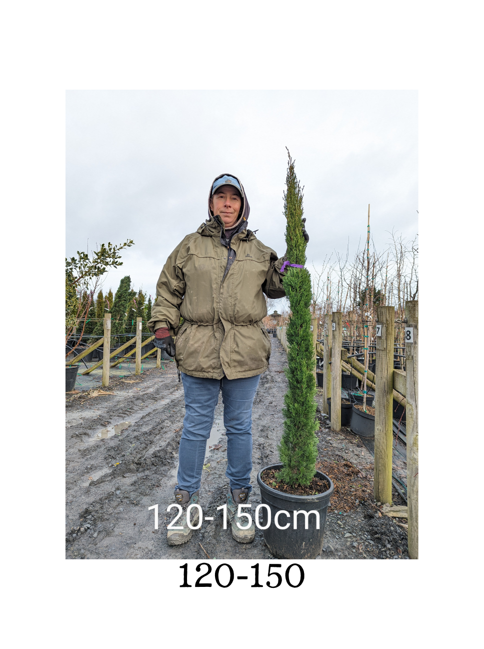 Cupressus sempervirens 'Totem' ( Totem Cypress)-Potted image 1