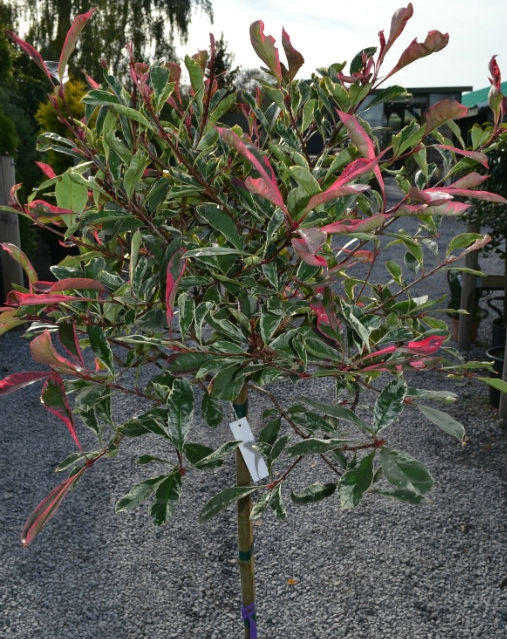 Photinia x fraseri 'Pink Marble' - 100cm Clear Stem image 0