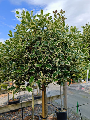 Ilex aquifolium 'Argentea Marginata' -1/2 std- 80-100 cm clear stem image 0