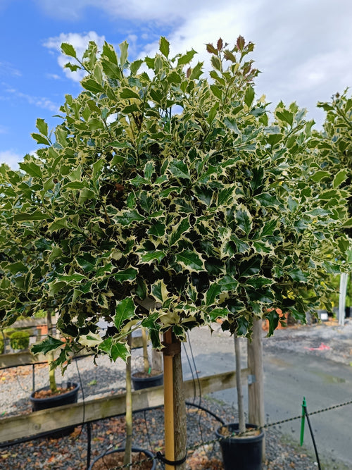 ilex aquif argentea marginata Ilex aquifolium 'Argentea Marginata' -1/2 std- 80-100 cm clear stem