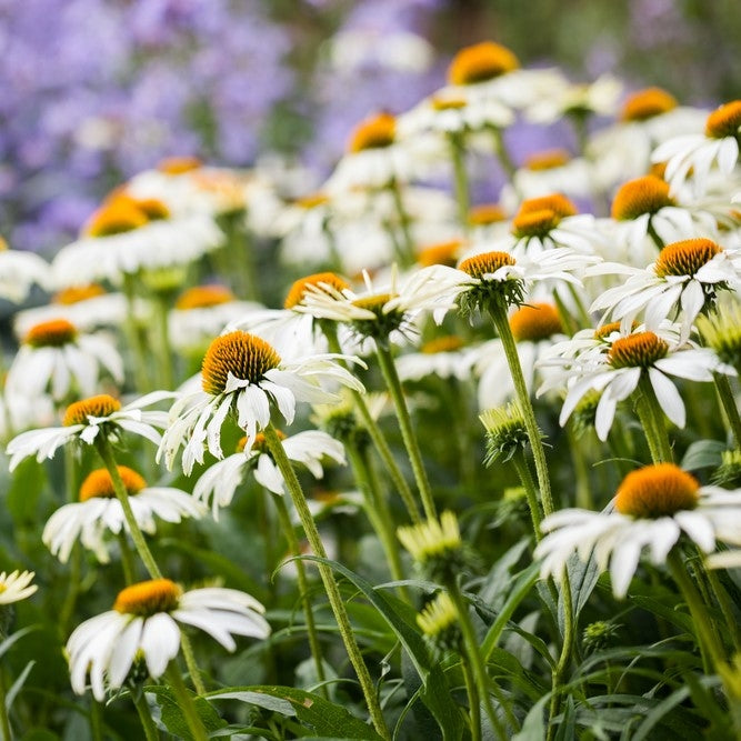 Echinacea purpurea 'White Swan '- 2L pot image 0