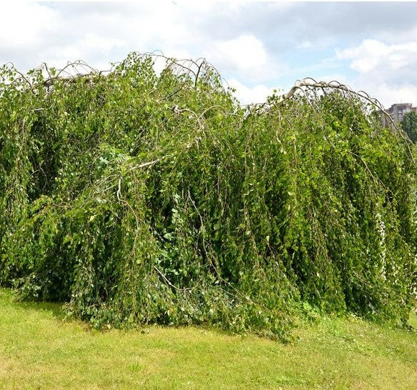 Betula pendula 'Youngii' 10L pot image 0