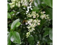 Ligustrum ovalifolium (Privet) - Potted image 1