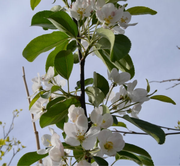 Malus 'Gorgeous' 10L pot-150-175cm image 0