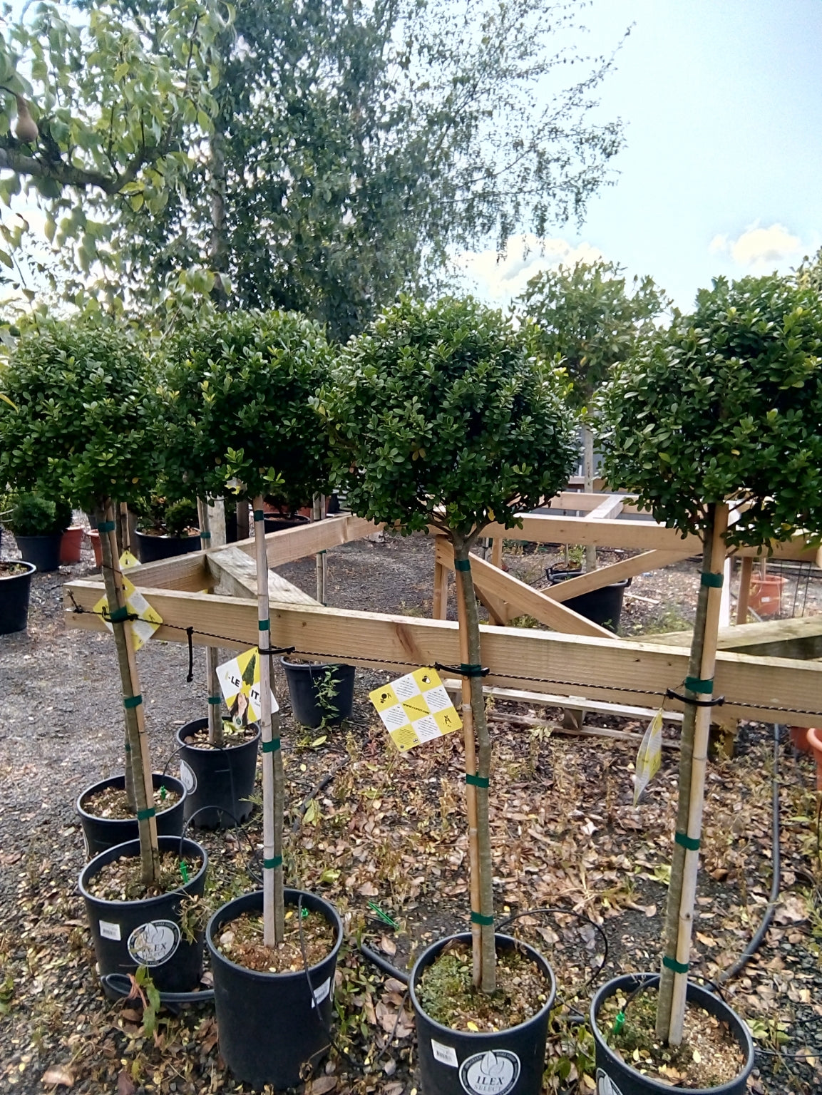 Ilex crenata - Quarter Standard/80-90cm Clear Stem image 0