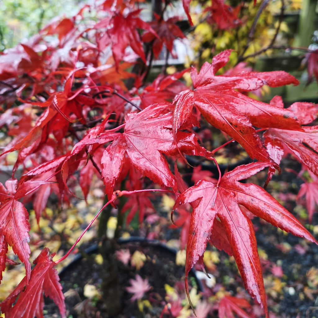 Acer palmatum 'Atropurpureum' -10L Pot-150-175cm image 0