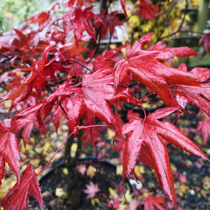Acer palmatum 'Atropurpureum' -10L Pot-150-175cm image 0