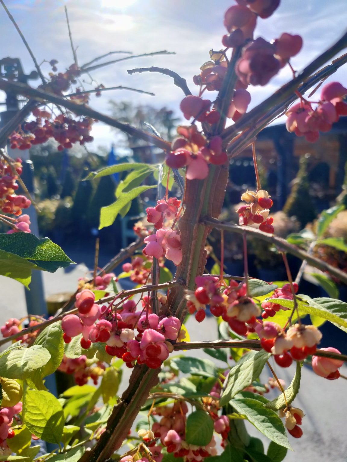 Euonymus phellomanus -12L pot image 0