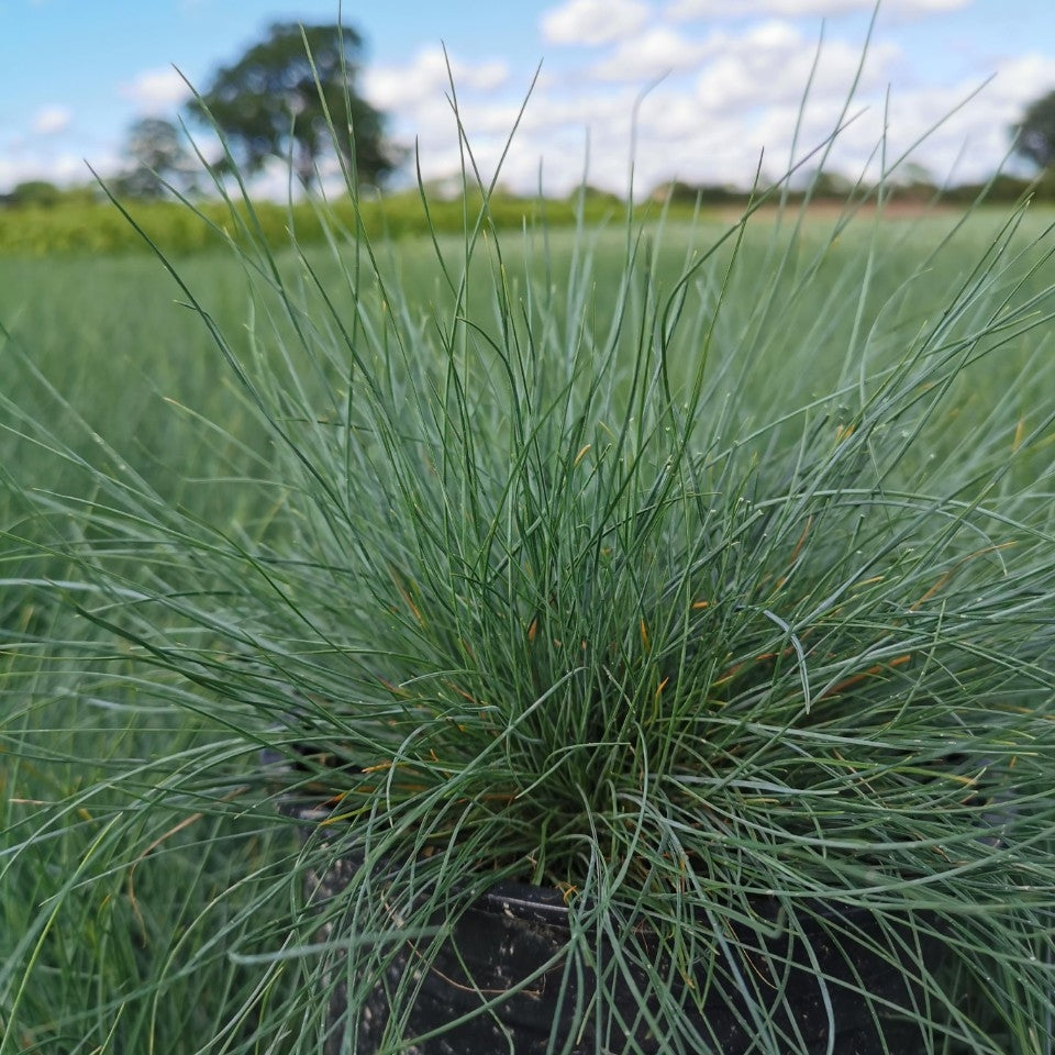 Festuca glauca - 2L Pot image 0