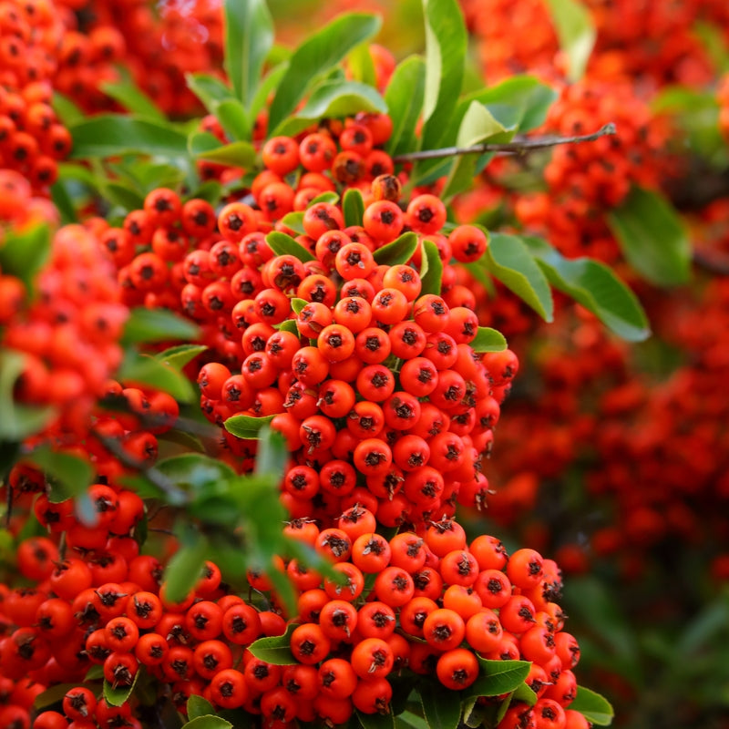 Pyracantha 'Orange Glow'  (Firethorn) - 2L Pot image 0