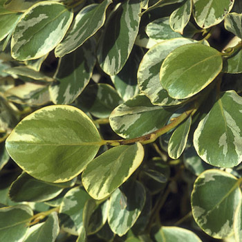 Griselinia littoralis 'Variegatum' - 2L Pot - 40cm+ image 0