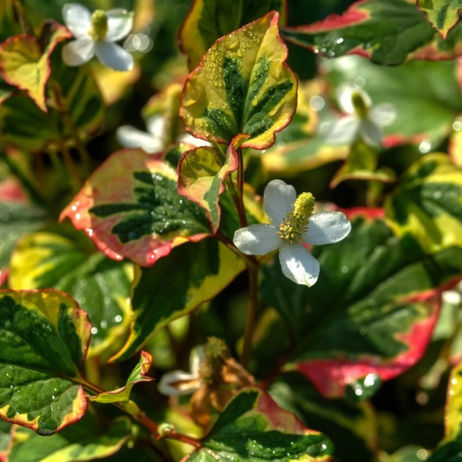 Houttuynia cordata 'Chameleon' - 2L Pot image 0