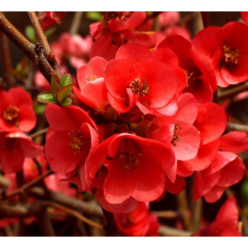 Chaenomeles superba 'Crimson & Gold' - 5L Pot image 0
