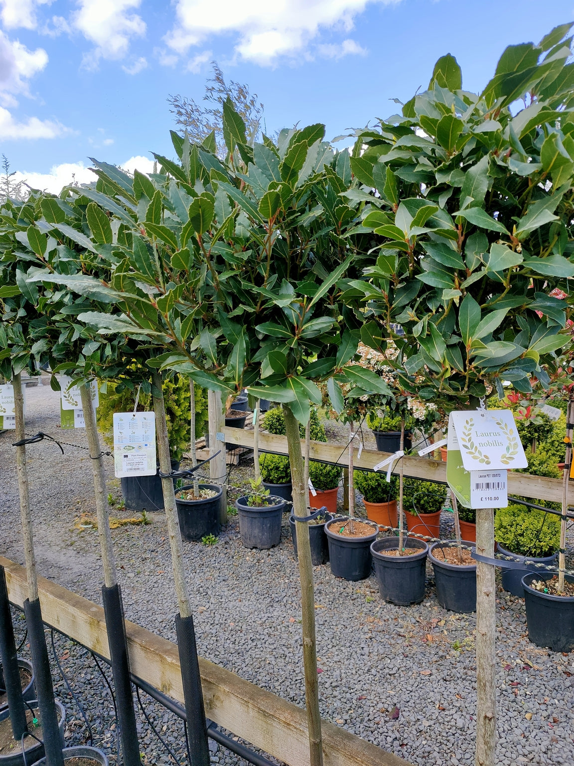 Laurus nobilis (Bay)  -1/2 std topiary -Clear Stem image 0