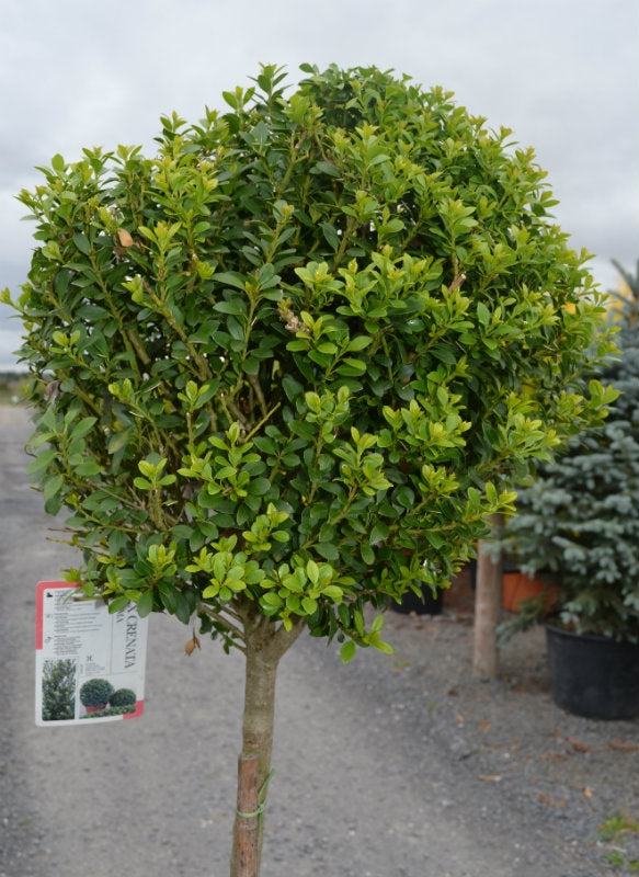 Ilex crenata - Half Standard -Clear Stem image 0