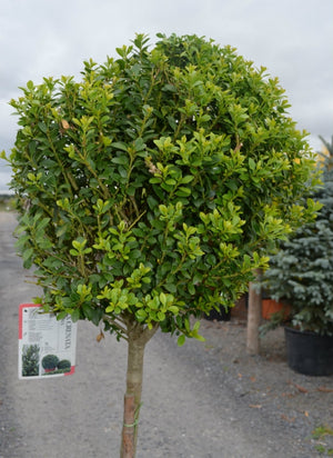 Ilex crenata - Half Standard -Clear Stem image 0