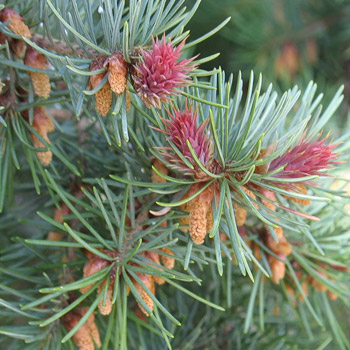 Pseudotsuga menziesii  (Douglas Fir) - 30 - 45cm image 0