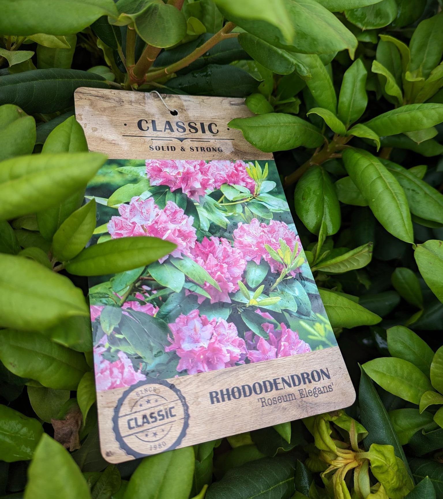 Rhododendron 'Roseum Elegans' -7.5L pot image 0