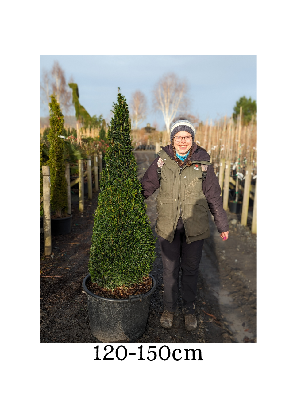 Taxus baccata (Yew) - Cone image 1