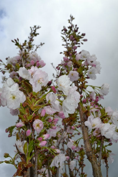 Prunus serrulata 'Amanagowa' 10L pot image 0