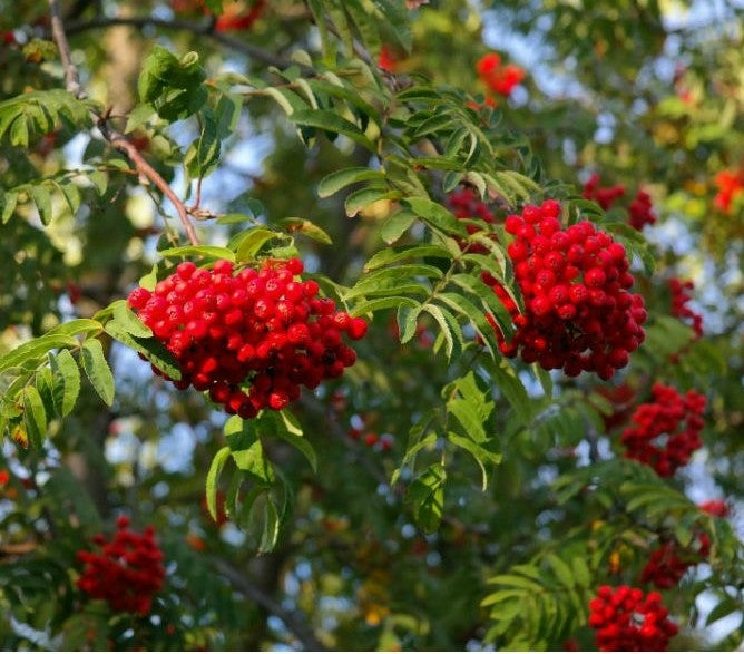 Sorbus aucuparia (Rowan) -10L pot image 0