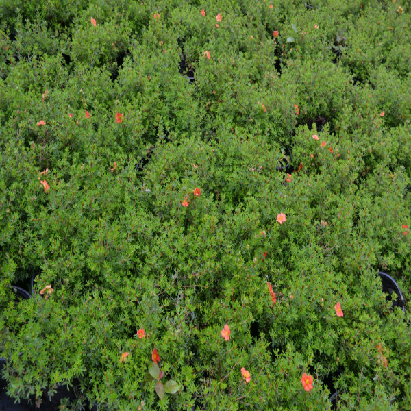 Potentilla fruticosa 'Red Ace' - 2L Pot - 20cm+ image 0