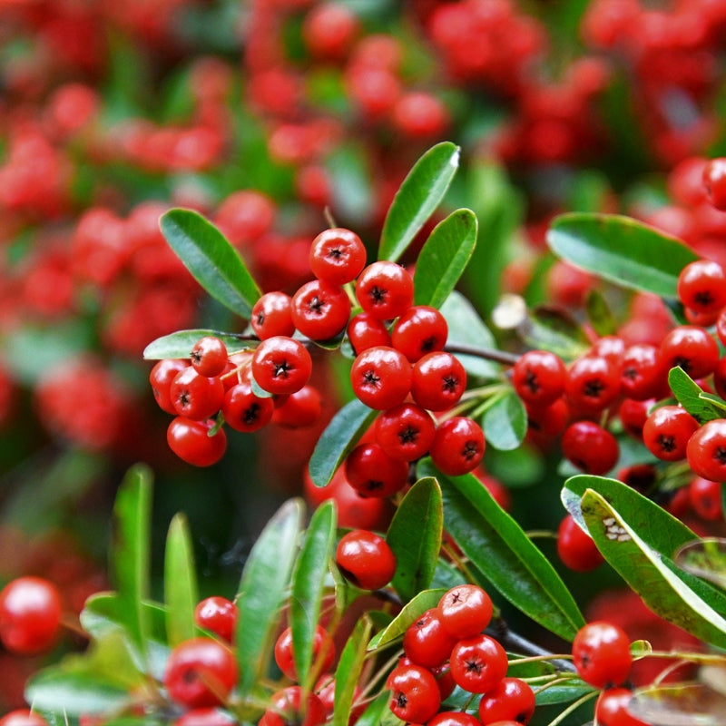 Pyracantha 'Red Column' (Firethorn) - 2L Pot image 0