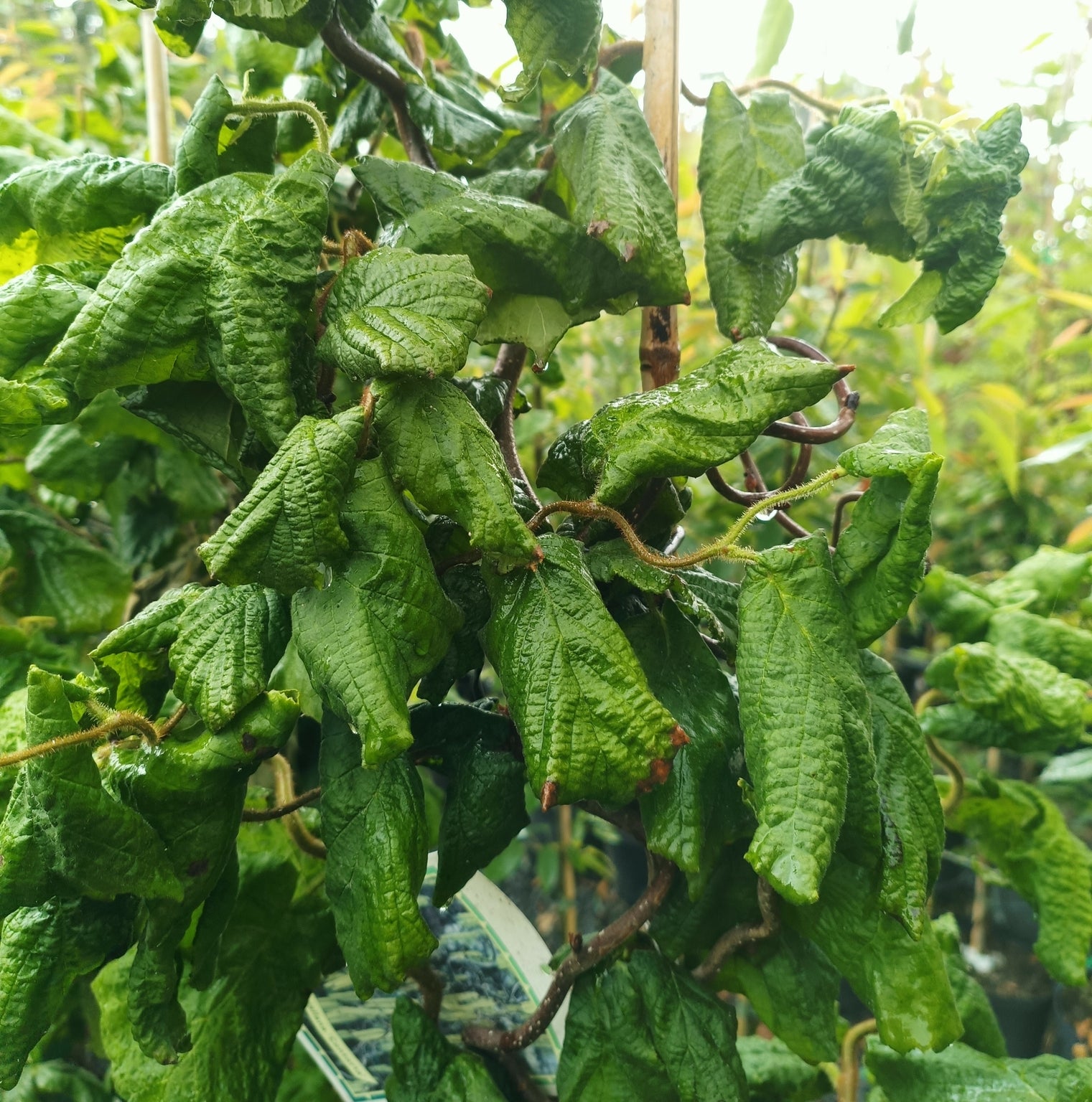 Corylus avellana 'Contorta' - 7.5L Pot image 0