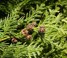 Chamaecyparis lawsoniana (Lawson Cypress) ? 40-60cm image 0