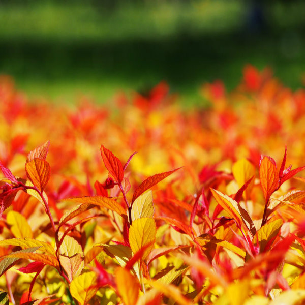 Spiraea japonica 'Goldflame' - 2L Pot - 30cm+ image 0