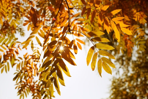 Sorbus 'Sunshine' 10 litre pot. image 0