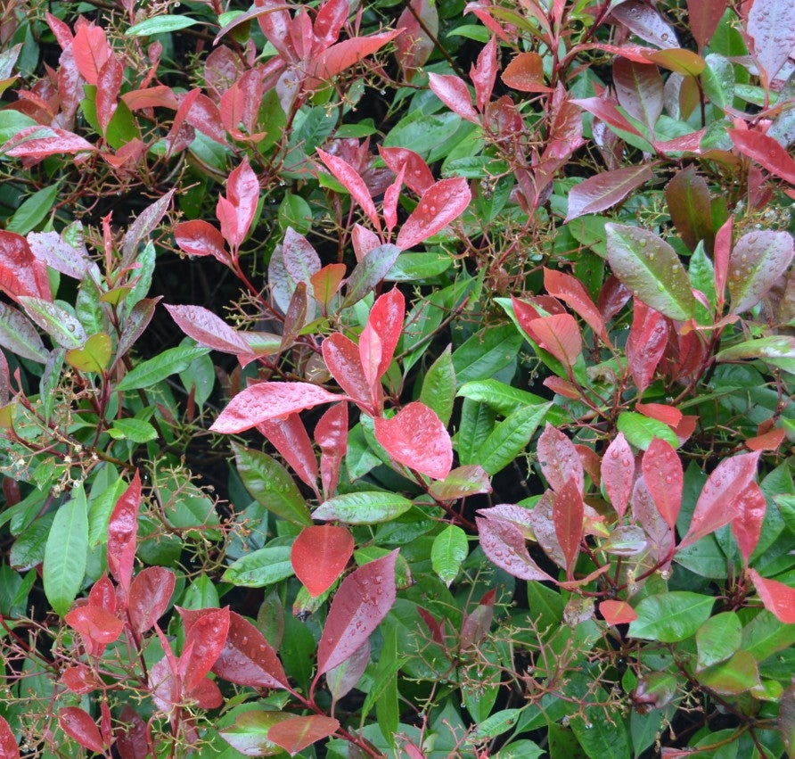Photinia x fraseri 'Red Robin' - Rootballed - 150-175cm image 0
