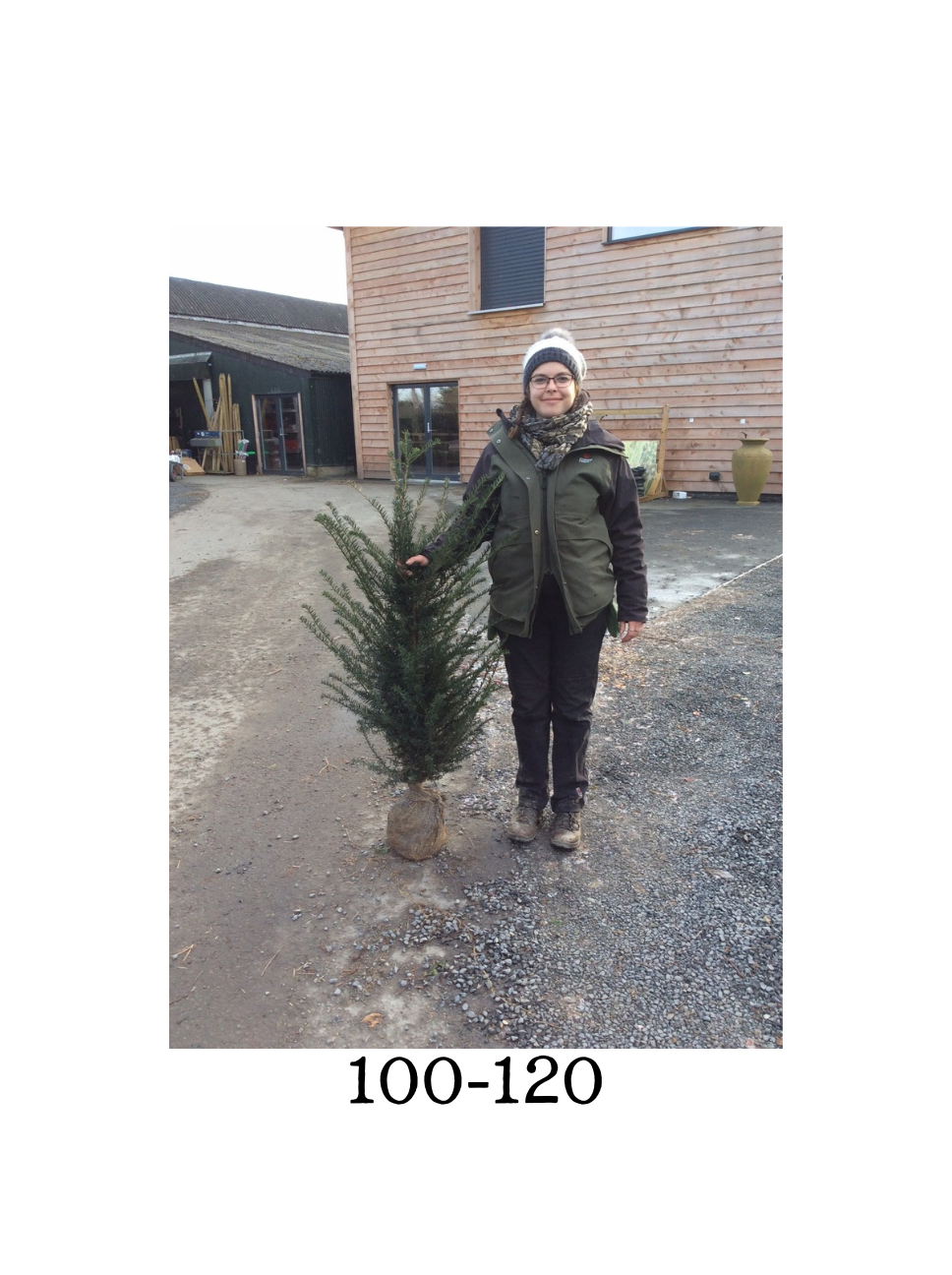 Taxus baccata (Yew) - Rootballed image 1