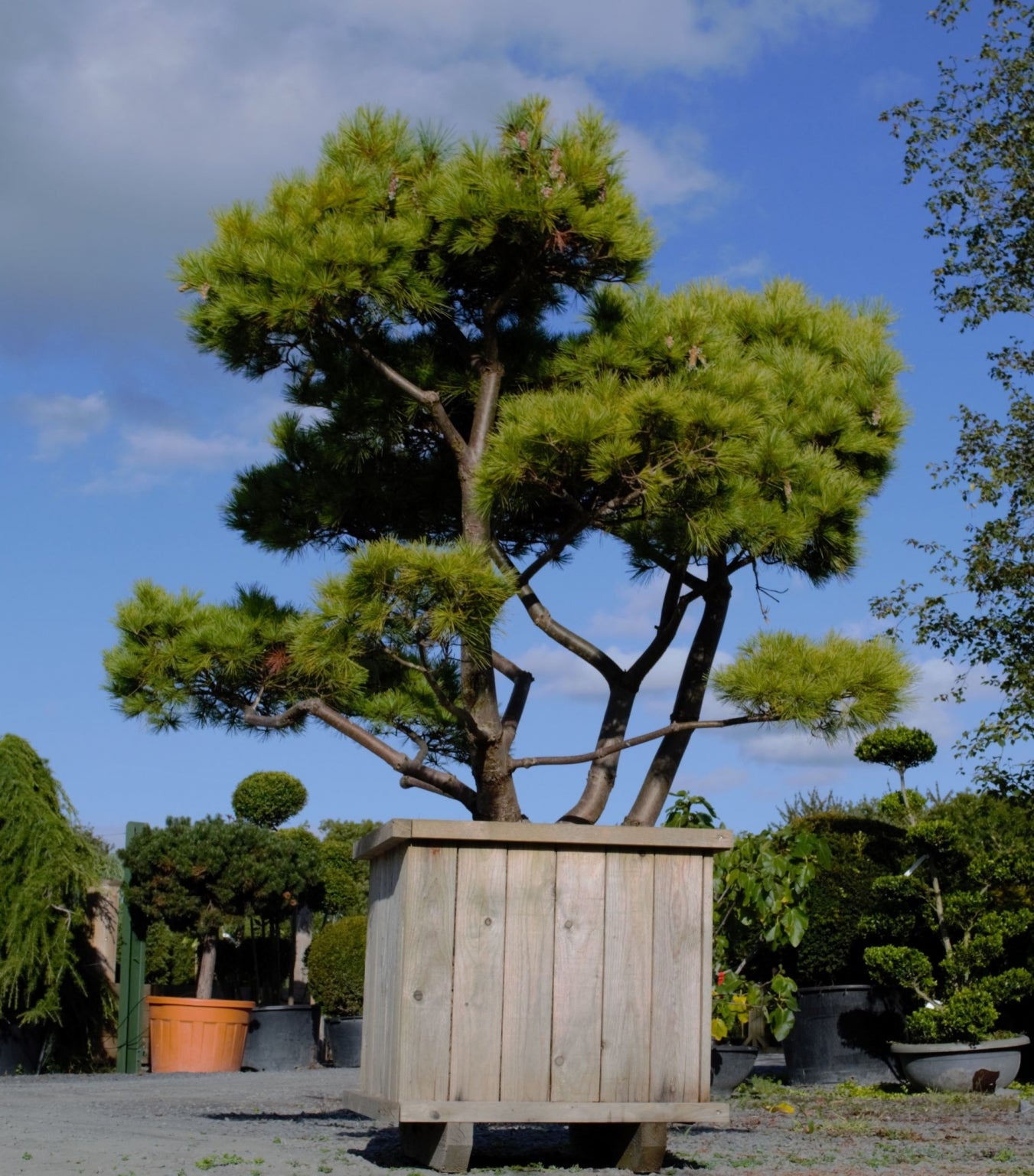 Bonsai Pine Tree image 0