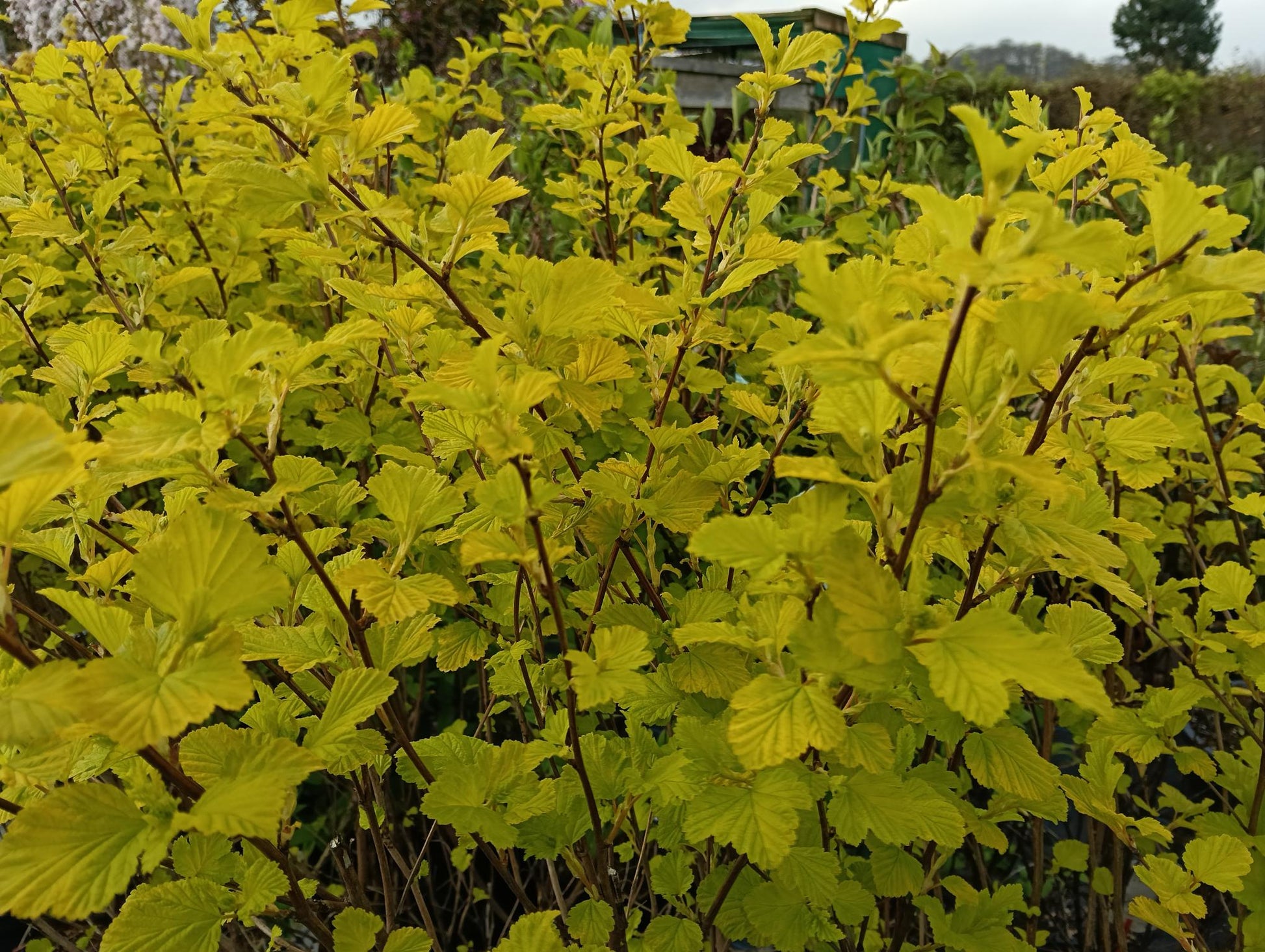 Physocarpus opulifolius 'Dart's Gold'-10L pot image 0