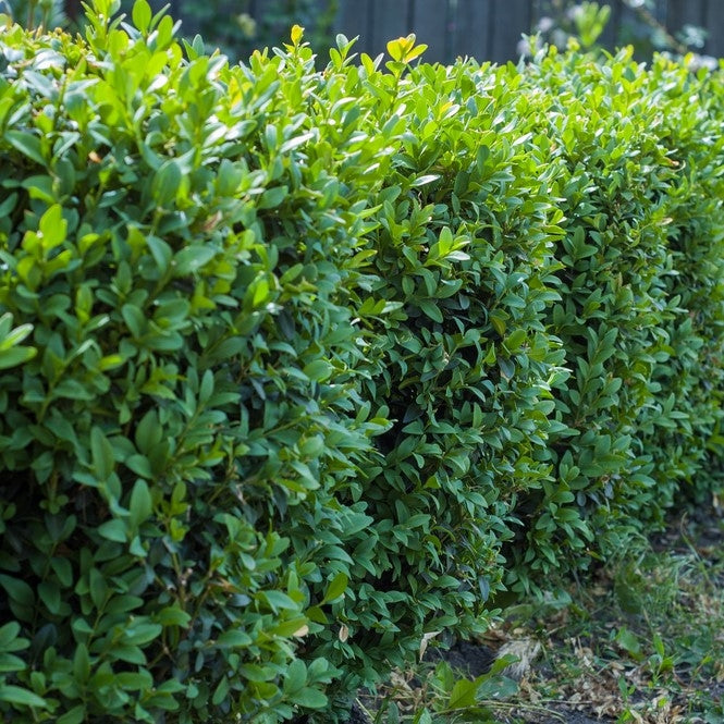 Buxus sempervirens (Box) -Bareroot image 0