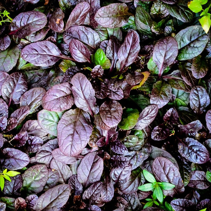 Ajuga reptans 'Atropurpurea' - 2L Pot image 0
