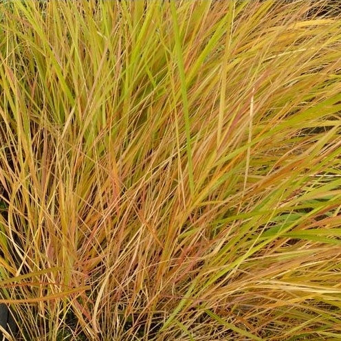 Stipa arundinacea (Anemanthele lessoniana) - 2L-Pot image 0