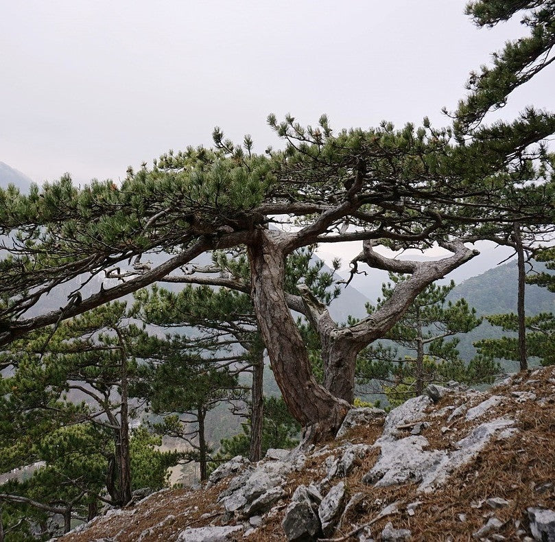 Pinus nigra (Black Pine) - RB -  Available Nov-March. image 0