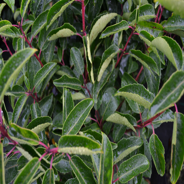 Prunus lusitanica (Portuguese Laurel) - Rootballed image 0