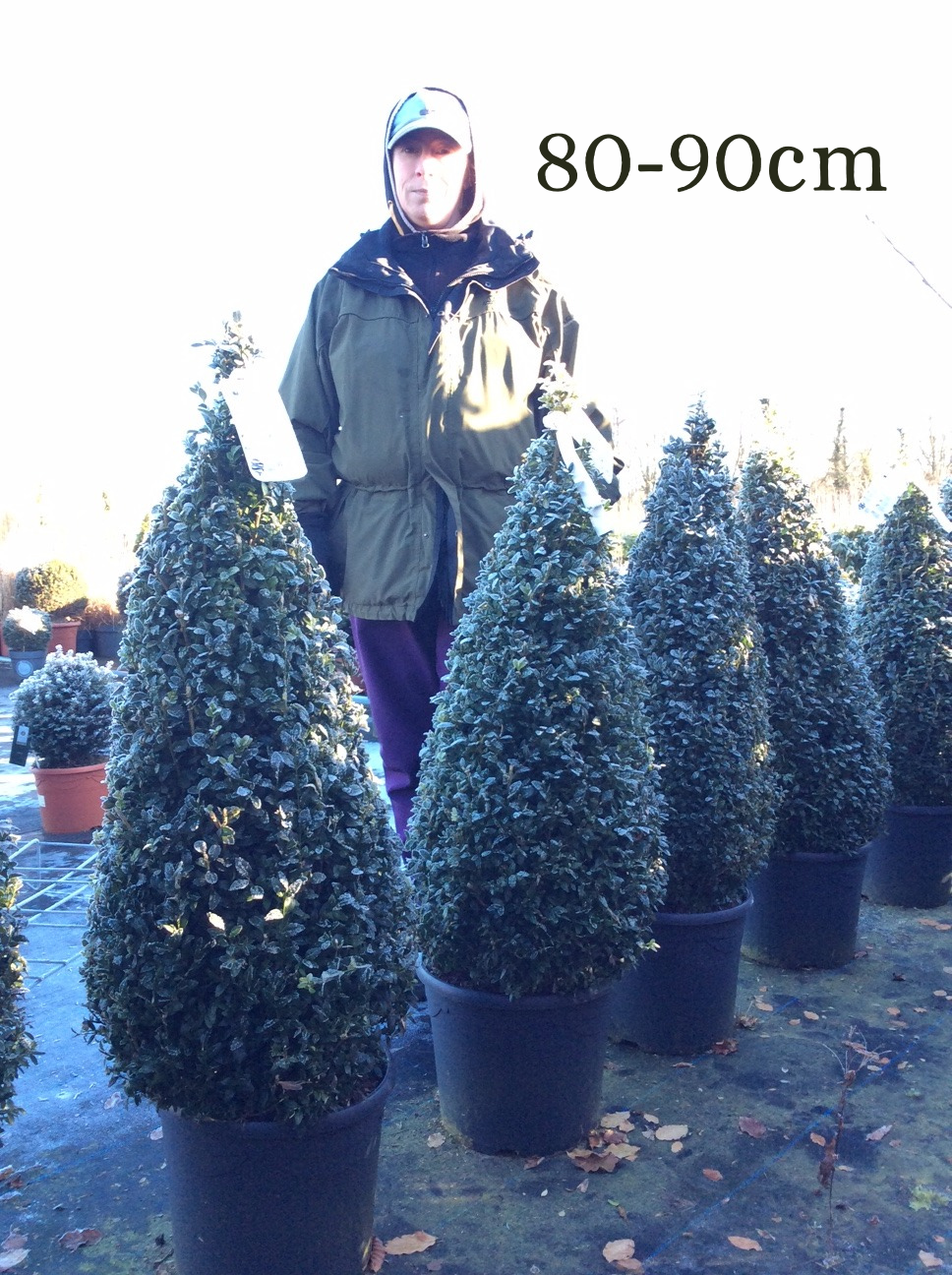 Buxus sempervirens (Box) - Cone image 2