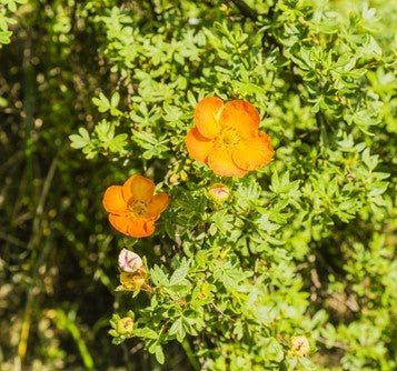 Potentilla fruticosa 'Hopleys Orange' - 2L Pot - 20cm+ image 0