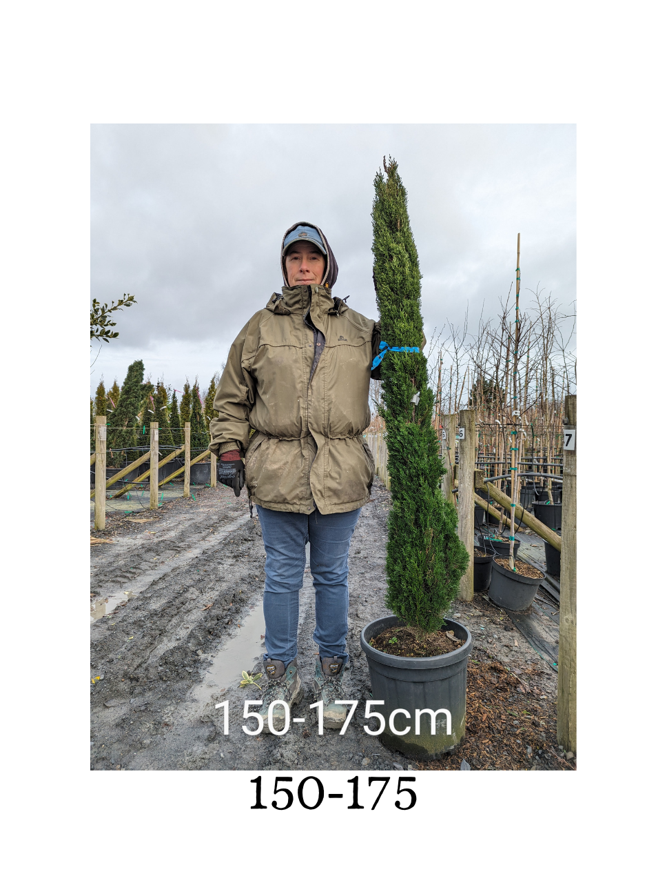 Cupressus sempervirens 'Totem' ( Totem Cypress)-Potted image 2