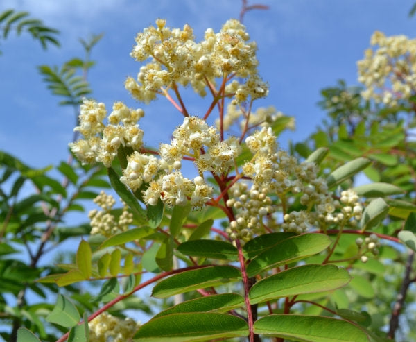 Sorbus hup. 'Pink Pagoda' 10L pot image 0