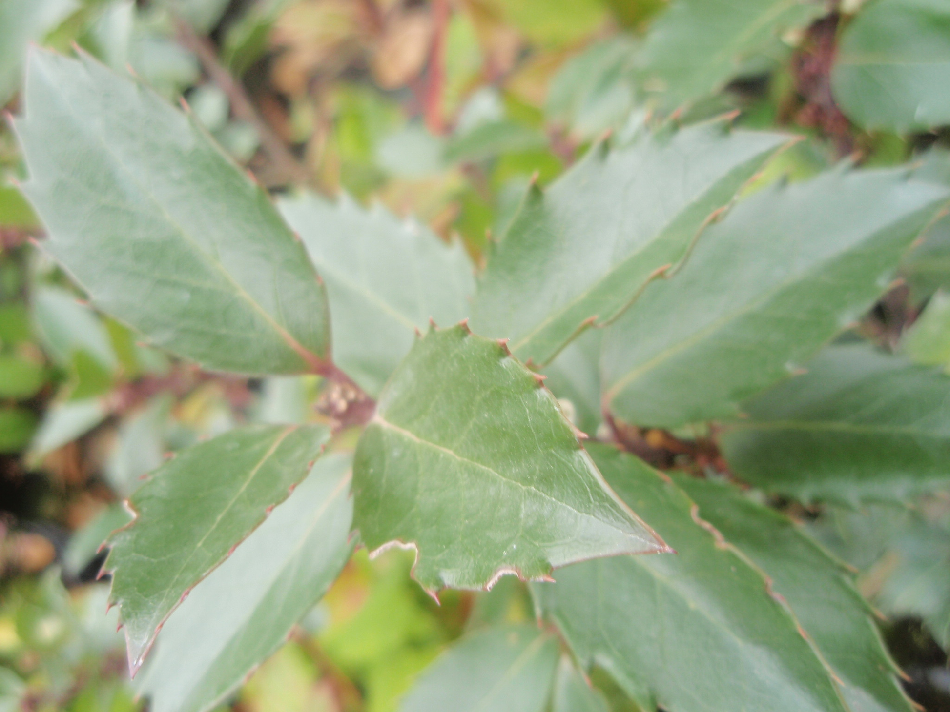 Ilex meserveae 'Blue Prince' Holly  - 2L Pot - 40-60cm image 0