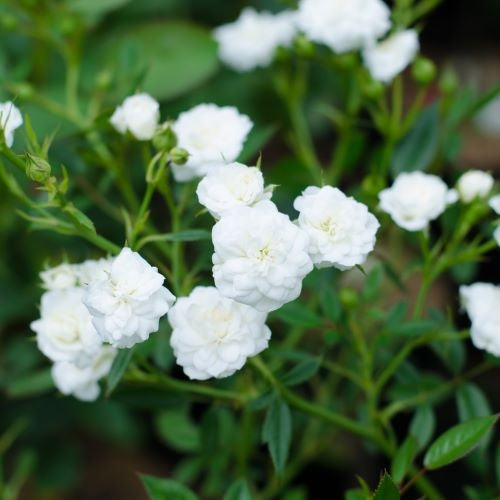 Rosa 'White Fairy' - Bareroot - 30-45cm image 0