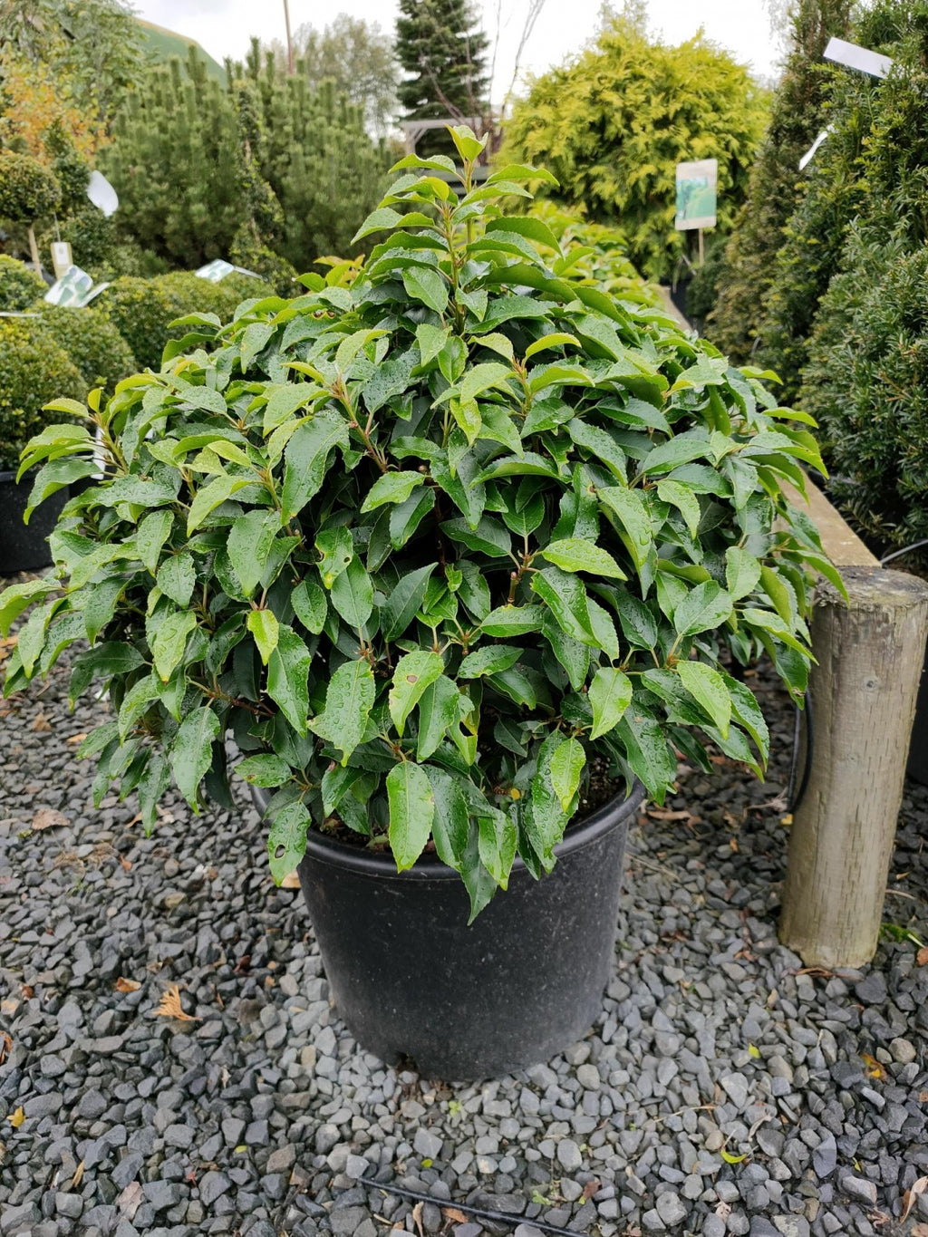 Prunus lusitanica Ball- trimmed topiary ball image 0